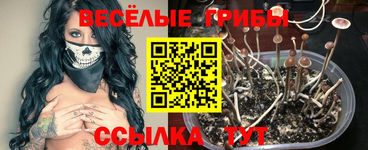 Псилоцибиновые грибы мицелий Корсаков